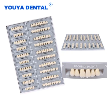 28 zubov/set Živice Zubov, zubných náhrad Zubnými Celý Set Model Predné Zadné Celý Set Zuby A2 Zubár Materiály, Výrobky na Starostlivosť o Ústnu  5